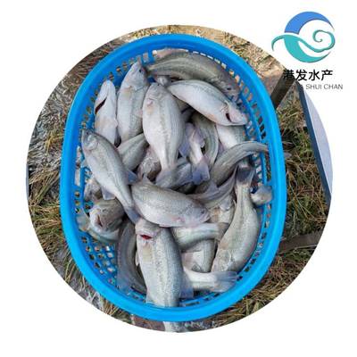 瀘州加洲鱸魚苗現苗供應，專業配送助力水產養殖